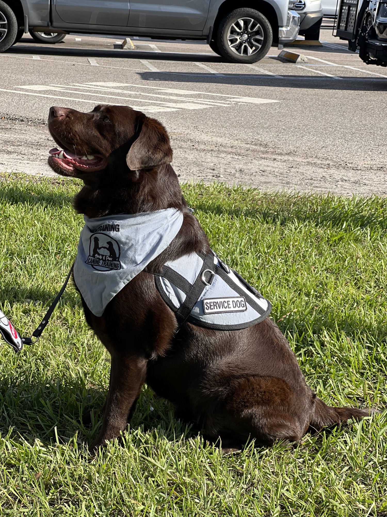 Service Therapy Dogs Chicago and St Louis Lab Puppies Chicago and St