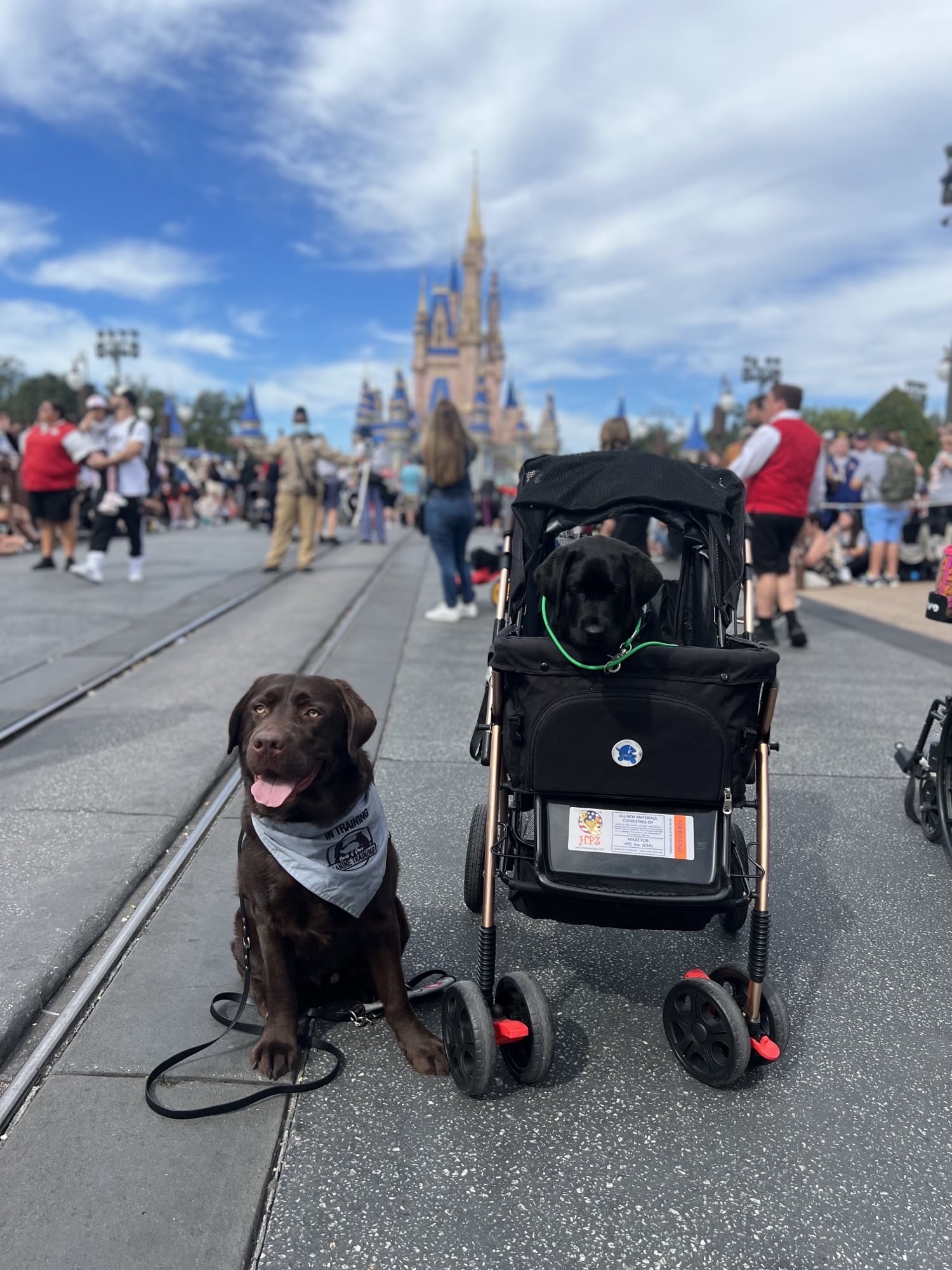 Service Therapy Dogs Chicago and St Louis Lab Puppies Chicago and St