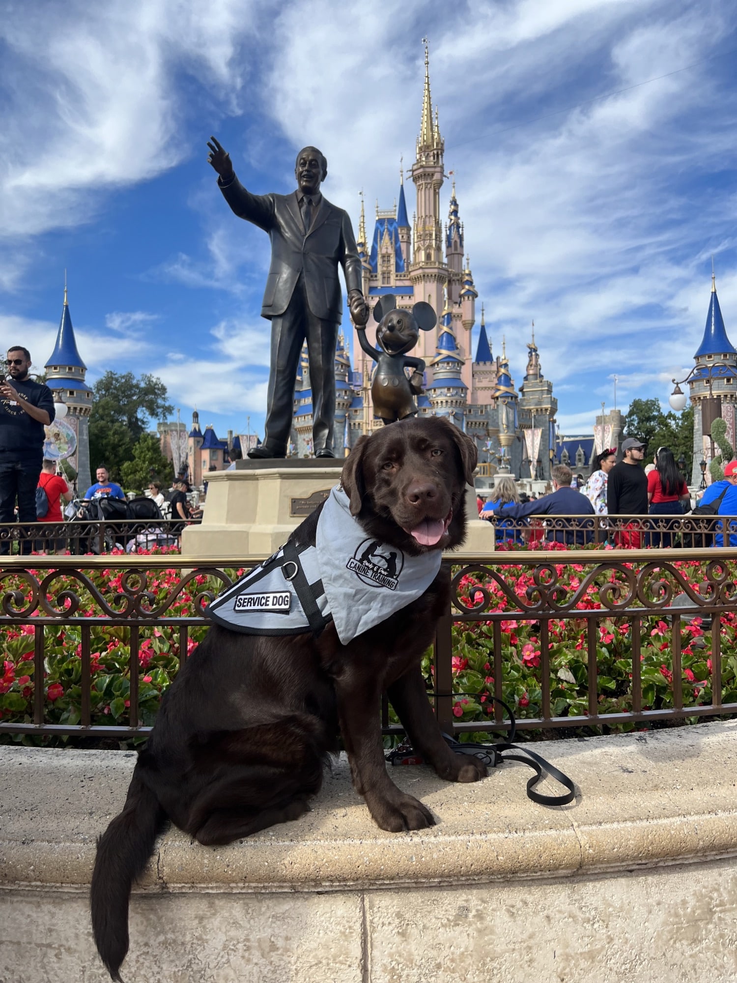 Service Therapy Dogs Chicago and St Louis Lab Puppies Chicago and St
