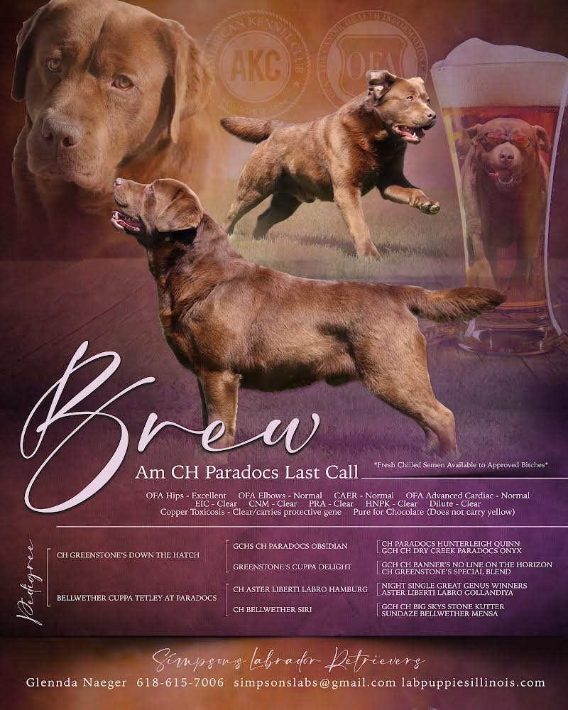 BrewStudCard
